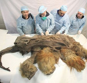 Study mammoth brain