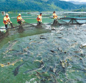 Study on pathogens in cold water fish