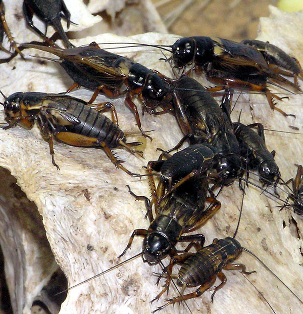 Study on the cries of Jurassic crickets