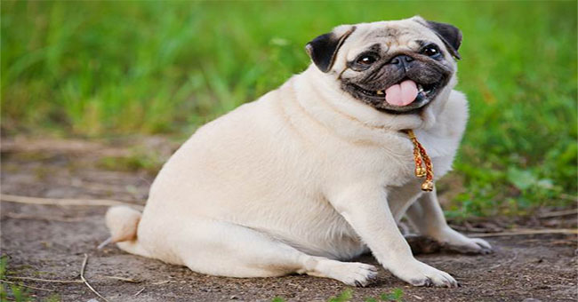 Study the behavior of overweight dogs to find answers about the cause of obesity