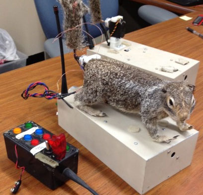 Study the rattlesnakes through squirrels