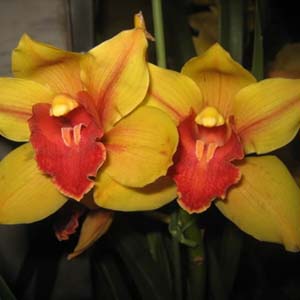 Study to shorten the time of flowering of Cymbidium flowers