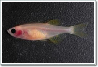 Study zebrafish throughout
