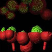 Studying bacteria using 3D printing technology