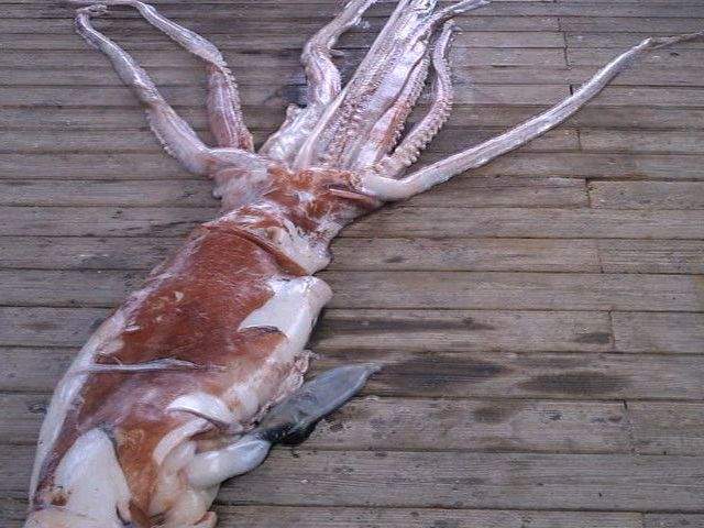 Stun with squid '90kg'