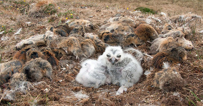 Stun with the way snow owls store food for young birds