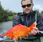 Stunned a lot of giant goldfish up to 40cm long