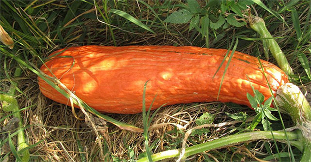 Stunned for 800 years pumpkin seeds can still sprout
