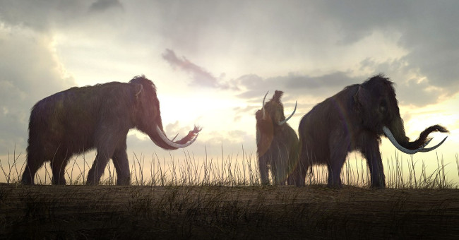 Stunned hypothesis, Mamut elephant extinct because of thirst?