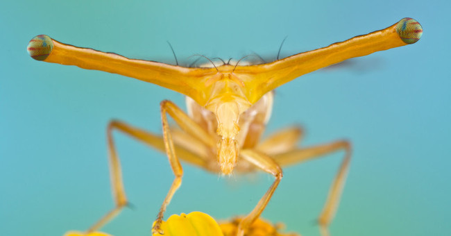 Stunned insect faces of Colin Hutton