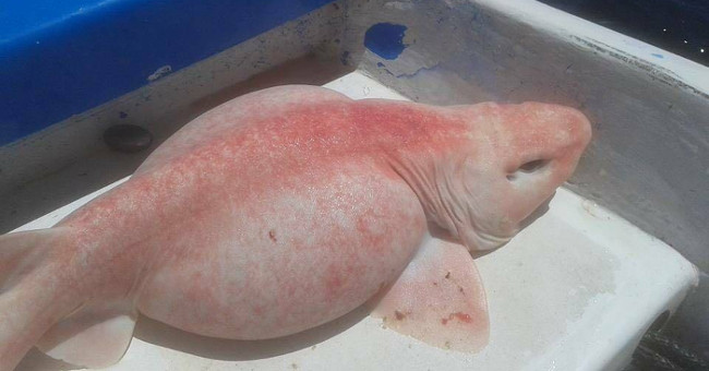 Stunned to discover strange sharks in Mexico