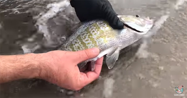 Stunned to see fish spawning in human hands
