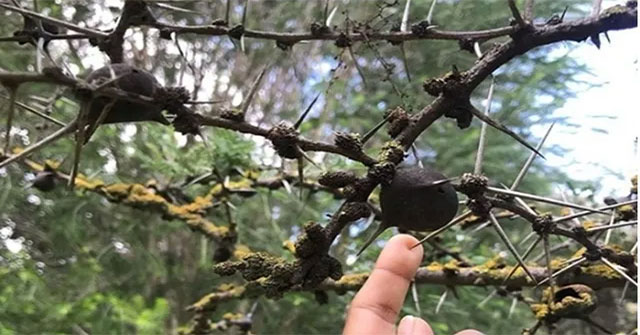 Stunned with plants possessing 'super powers'