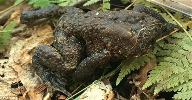 Stunned with the strange toad without head still jumping jubilantly