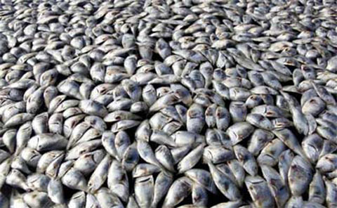 Stunned with thousands of dead fish in Louisiana