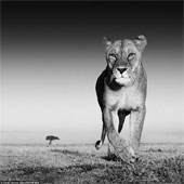 Stunning images of wild animals