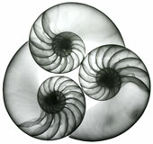 Stunning photos taken with X-rays
