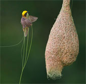Stunningly beautiful architecture of animal architects