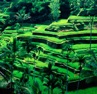 Subak farming system in Bali