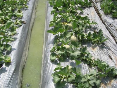 Successful application of biodegradable polymers