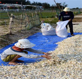 Successful application of garlic fermentation process into precious medicine