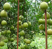 Successful application of nuclear technology in pomelo growing