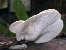 Successful breeding Hoang Bach mushroom