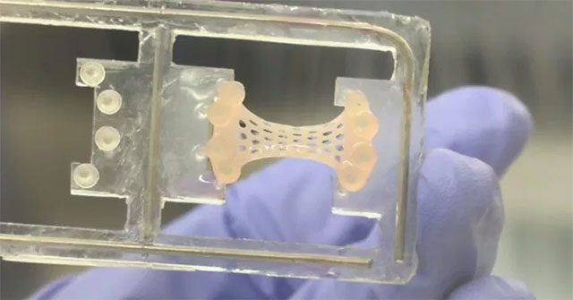 Successful breeding of artificial heart patch