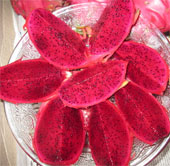 Successful breeding of dragon fruit with purple-pink gut