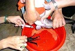 Successful breeding of Goose fish