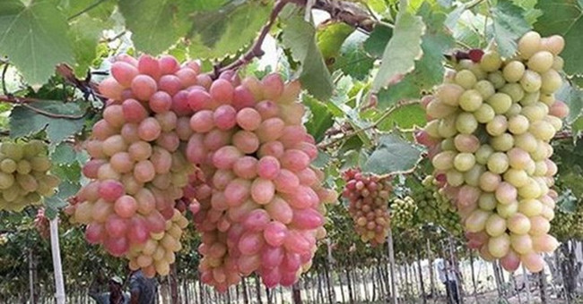 Successful breeding of new seeds with few seeds