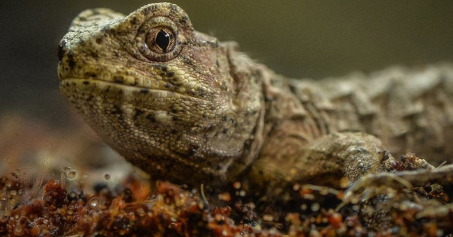 Successful breeding of reptiles lived before dinosaurs