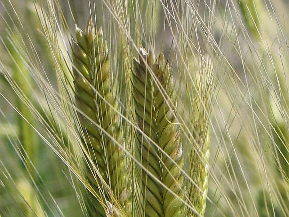 Successful breeding of wheat tolerates salinity