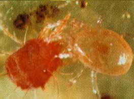 Successful breeding spiders catch prey to protect plants