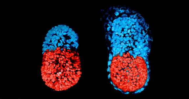 Successful creation of the world's first artificial embryo