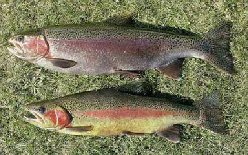 Successful farming of cold salmon on top of Ha Giang