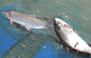 Successful farming of salmon on Da Chais mountain