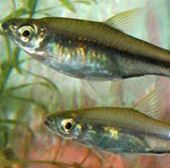 Successful farming of striped fish