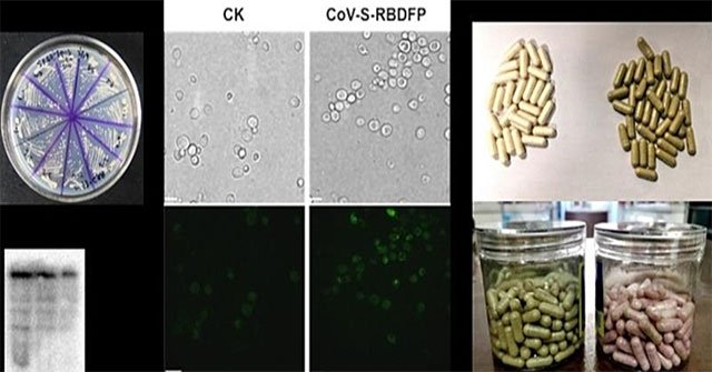 Successful preparation of oral Covid-19 vaccine