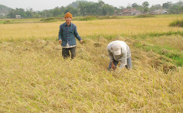 Successful production of a red dust rose rice