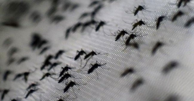 Successful production of dengue vaccine after 20 years of research