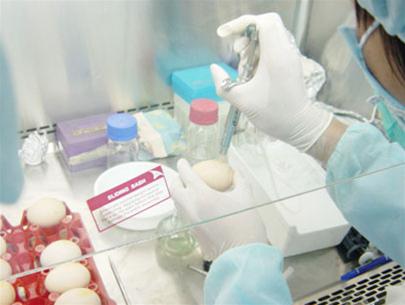 Successful production of H5N1 vaccine