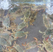 Successful production of seed crabs with industrial feed