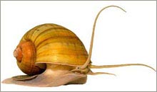 Successful production of yellow snail killers with herbs
