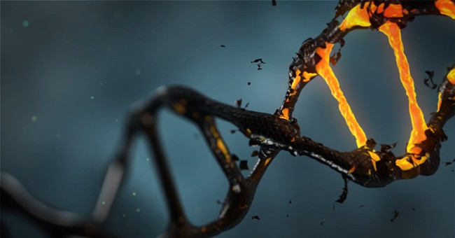 Successful reconstruction of the human gene has died for 200 years