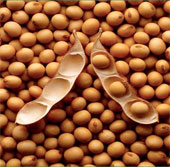 Successful restoration of soybean varieties in Nam Dan