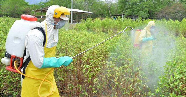 Successful study of biological fungicides against anthracnose