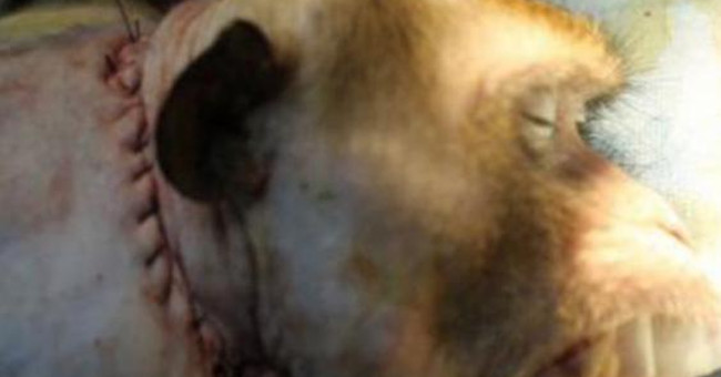 Successful transplantation of monkey heads in China