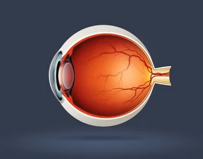 Successful transplantation of retinal cells from iPS in monkeys