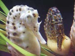 Successfully breeding 3 species of seahorses